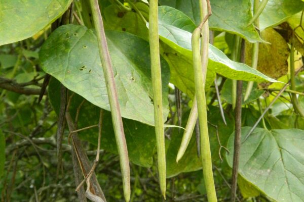 Catalpa bignonioides ′Aurea′ - Ripe and Unripe Fruits