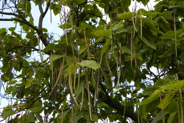 Catalpa bignonioides ′Aurea′ - Ripe and Unripe Fruits