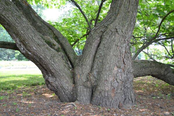 Catalpa bignonioides ′Aurea′ - Bark