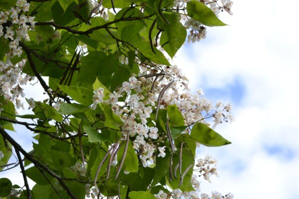 Catalpa bignonioides ′Aurea′ - Flowers and Fruit