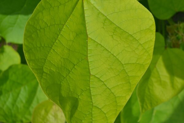 Catalpa bignonioides ′Aurea′ - Leaf in Spring