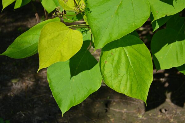 Catalpa bignonioides ′Aurea′ - Spring Foliage