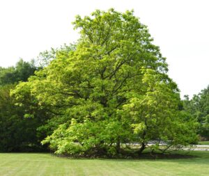 Catalpa bignonioides ′Aurea′ - Habit