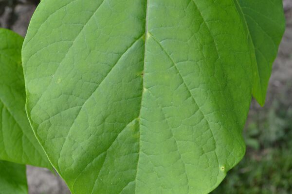 Catalpa bignonioides ′Aurea′ - Leaf in Summer