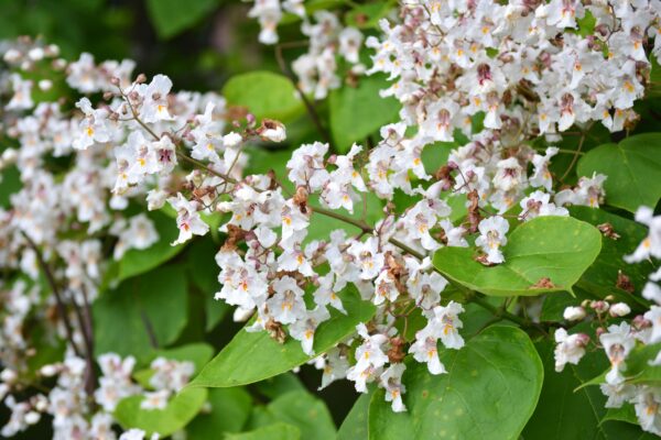 Catalpa bignonioides ′Aurea′ - Flower Panicle