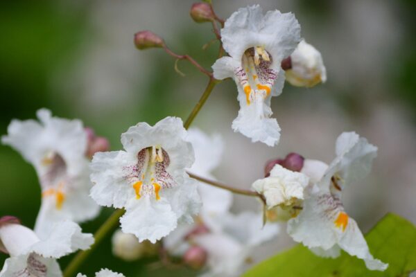 Catalpa bignonioides ′Aurea′ - Flowers