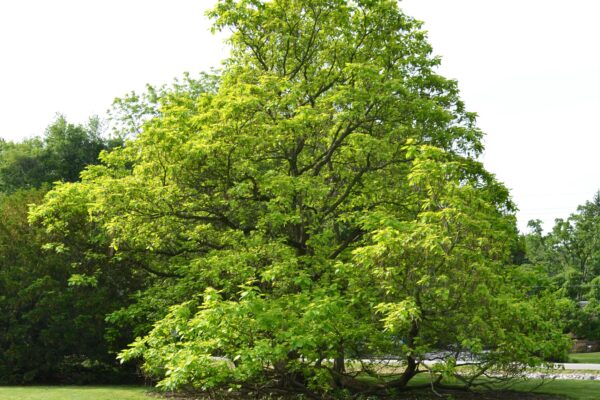 Catalpa bignonioides ′Aurea′ - Habit