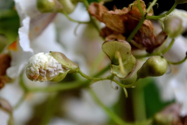 Catalpa bignonioides ′Aurea′ - Flower Buds