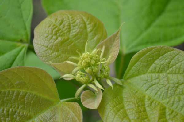 Catalpa bignonioides ′Aurea′ - Young Leaves and Flower Buds