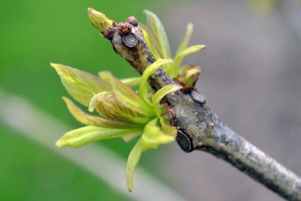 Catalpa bignonioides ′Aurea′ - Emerging Leaves
