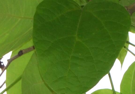Catalpa speciosa - Leaf