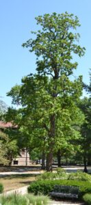 Catalpa speciosa - Overall Tree in Summer