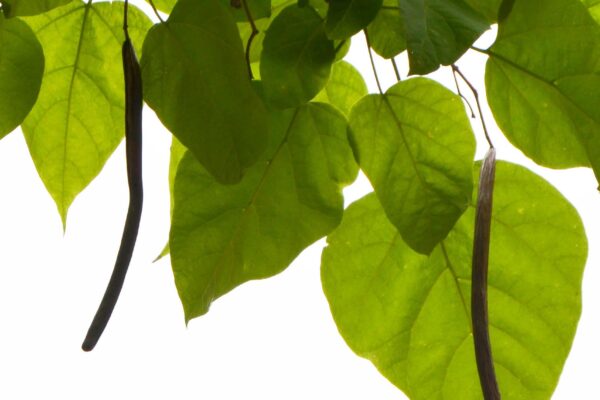 Catalpa speciosa - Pods