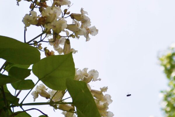 Catalpa speciosa - Flower