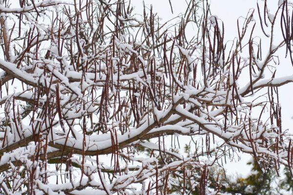 Catalpa speciosa - Winter Interest