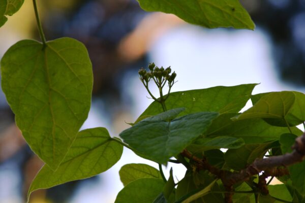 Catalpa speciosa - Buds