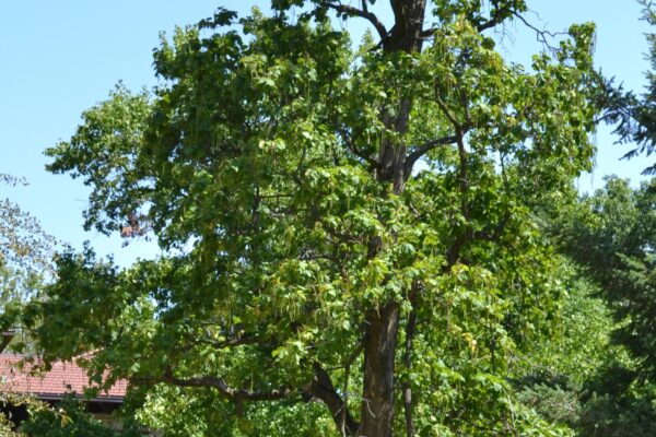 Catalpa speciosa - Overall Tree in Summer