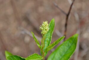 Ceanothus americanus - Flower Buds