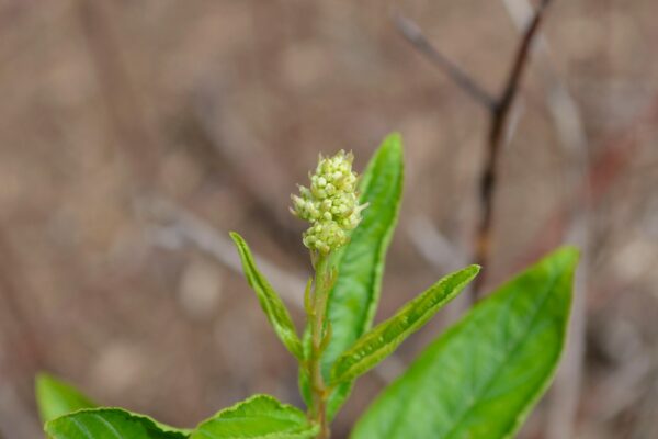 Ceanothus americanus - Flower Buds