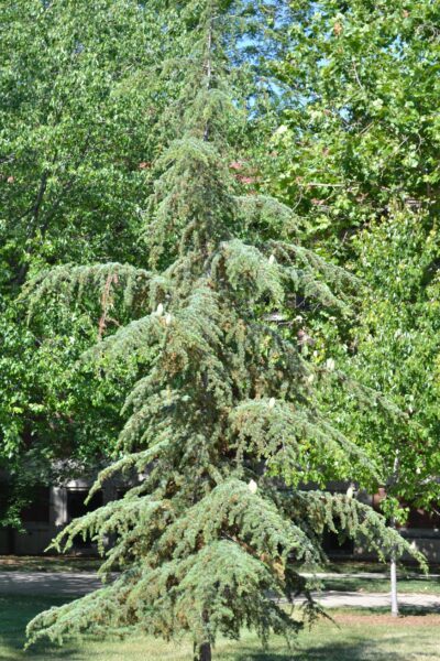 Cedrus libani ssp. stenocoma ′Purdue Hardy′ - Habit- Young Tree