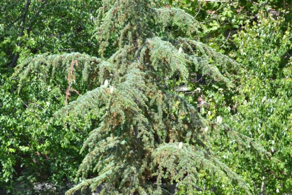 Cedrus libani ssp. stenocoma ′Purdue Hardy′ - Habit- Young Tree