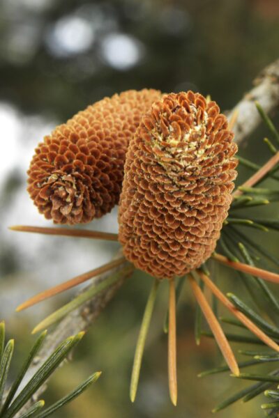 Cedrus libani ssp. stenocoma ′Purdue Hardy′ - Male Cones