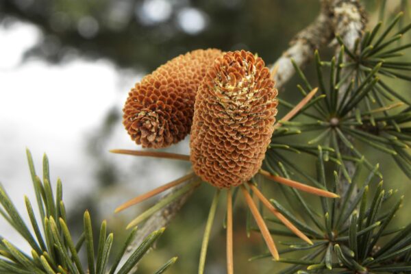 Cedrus libani ssp. stenocoma ′Purdue Hardy′ - Male Cones