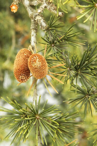 Cedrus libani ssp. stenocoma ′Purdue Hardy′ - Male Cones