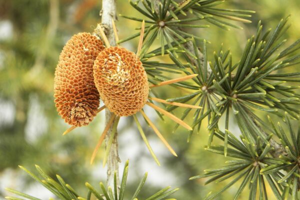 Cedrus libani ssp. stenocoma ′Purdue Hardy′ - Male Cones