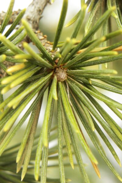Cedrus libani ssp. stenocoma ′Purdue Hardy′ - Needles