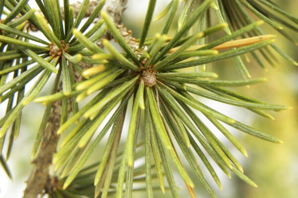 Cedrus libani ssp. stenocoma ′Purdue Hardy′ - Needles