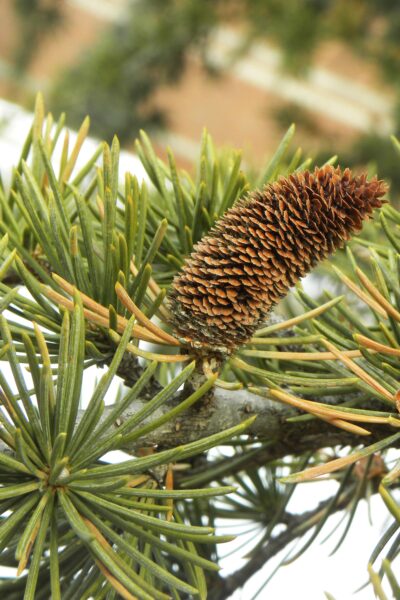 Cedrus libani ssp. stenocoma ′Purdue Hardy′ - Needles and Male Cone