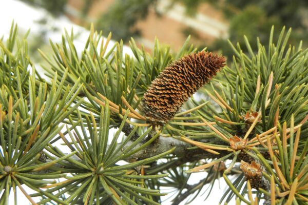 Cedrus libani ssp. stenocoma ′Purdue Hardy′ - Needles and Male Cone