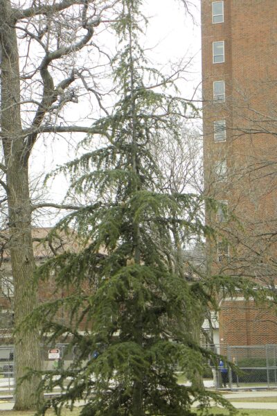 Cedrus libani ssp. stenocoma ′Purdue Hardy′ - Winter Habit - Young Tree