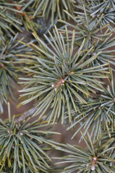 Cedrus libani ssp. stenocoma ′Purdue Hardy′ - Needles