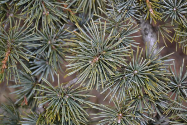 Cedrus libani ssp. stenocoma ′Purdue Hardy′ - Needles