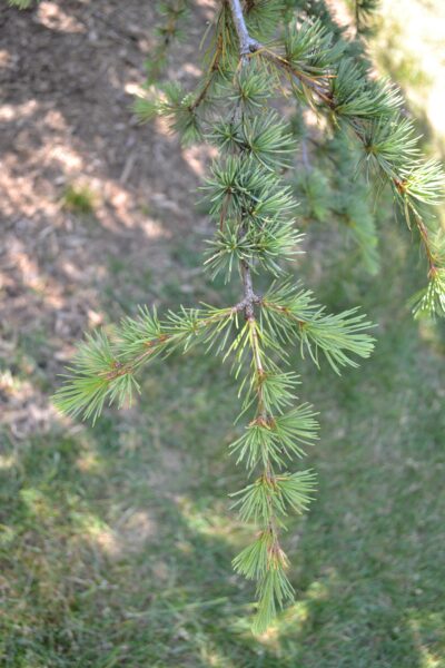 Cedrus libani ssp. stenocoma ′Purdue Hardy′ - Stem with Young Foliage
