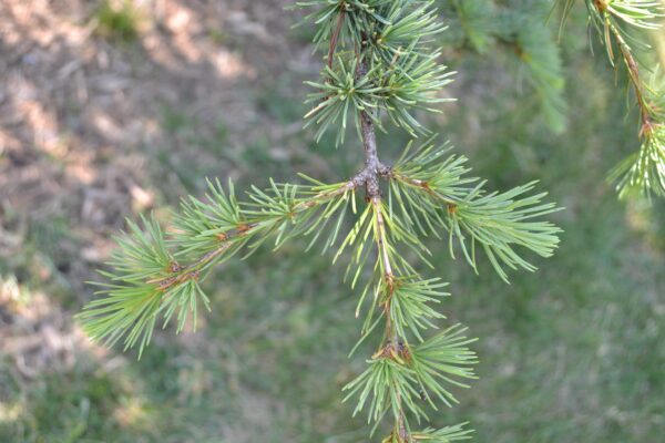 Cedrus libani ssp. stenocoma ′Purdue Hardy′ - Stem with Young Foliage