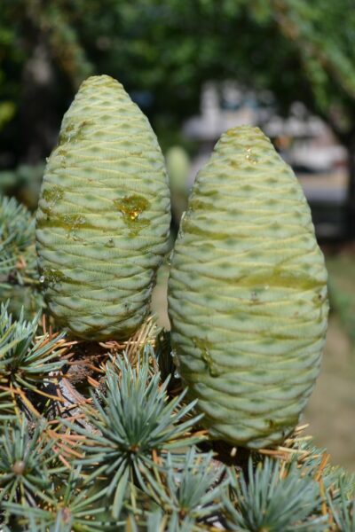 Cedrus libani ssp. stenocoma ′Purdue Hardy′ - Immature Female Cones