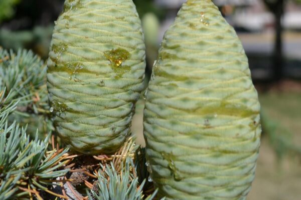 Cedrus libani ssp. stenocoma ′Purdue Hardy′ - Immature Female Cones