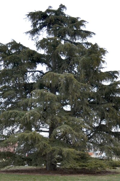 Cedrus libani ssp. stenocoma ′Purdue Hardy′ - Habit- Mature Tree