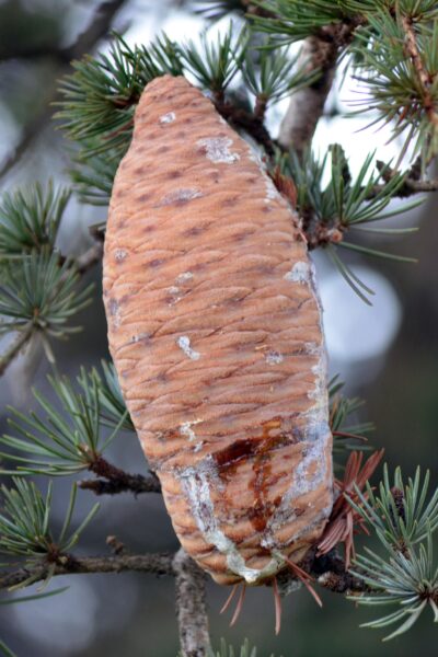 Cedrus libani ssp. stenocoma ′Purdue Hardy′ - Mature Female Cone