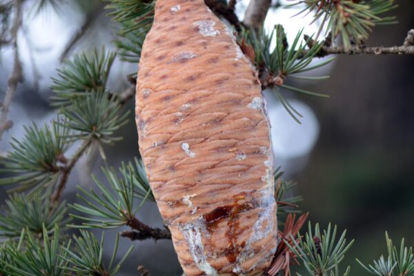 Cedrus libani ssp. stenocoma ′Purdue Hardy′ - Mature Female Cone