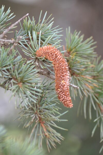 Cedrus libani ssp. stenocoma ′Purdue Hardy′ - Mature Male Cone and Foliage