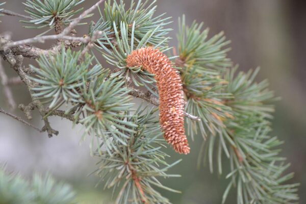 Cedrus libani ssp. stenocoma ′Purdue Hardy′ - Mature Male Cone and Foliage