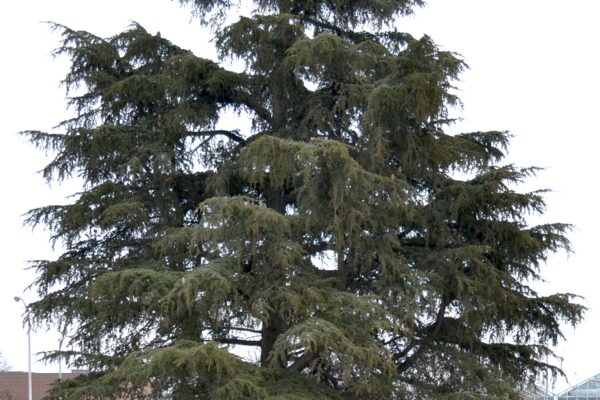 Cedrus libani ssp. stenocoma ′Purdue Hardy′ - Habit- Mature Tree