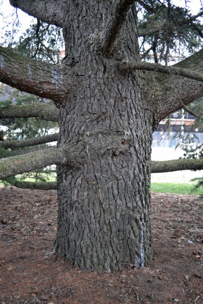 Cedrus libani ssp. stenocoma ′Purdue Hardy′ - Bark