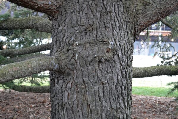 Cedrus libani ssp. stenocoma ′Purdue Hardy′ - Bark