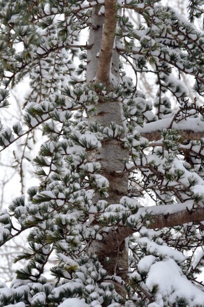 Cedrus libani ssp. stenocoma ′Purdue Hardy′ - Winter Interest