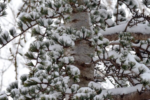 Cedrus libani ssp. stenocoma ′Purdue Hardy′ - Winter Interest